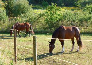 Electric fence for horses