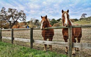Wire fencing for horses