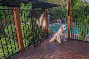 Ornamental metal fence around a home pool with a dog at entrance