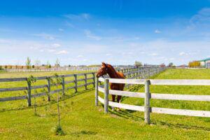 Wood post and rail fence for horses