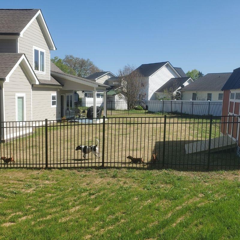Dogs behind a Aluminum ornamental fence installed by Top Rail Fence