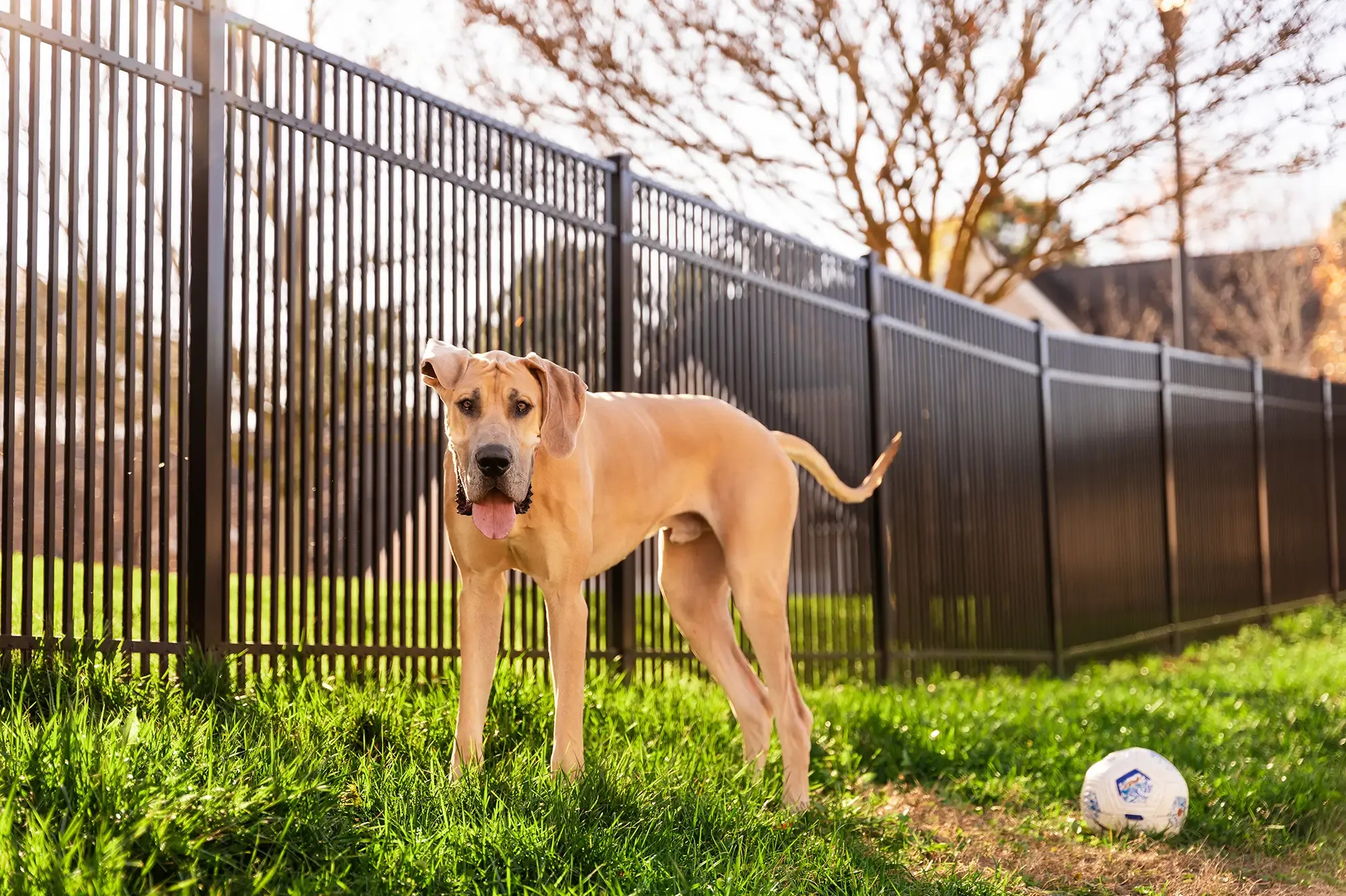 Dog standing in front of a metal fence
