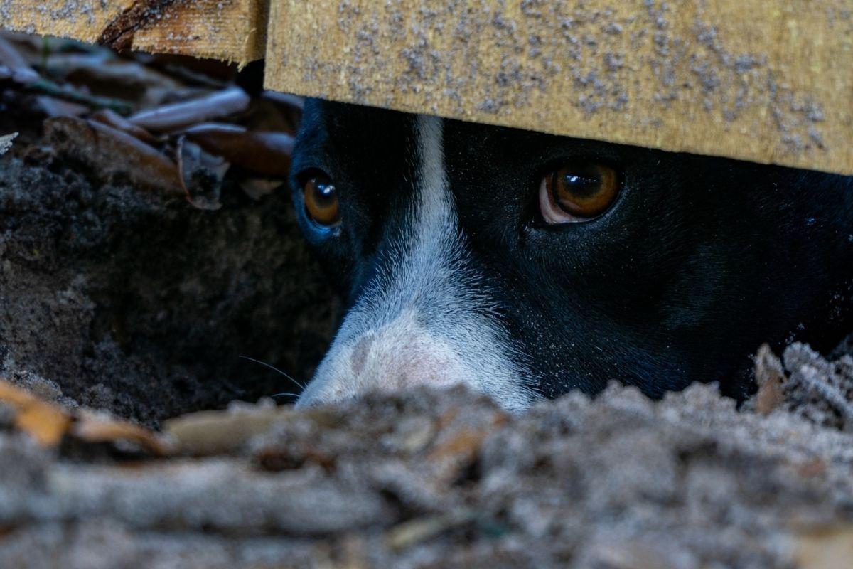How to Prevent Dogs From Digging Under a Fence