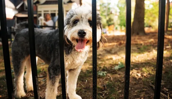 dog behind a metal fence