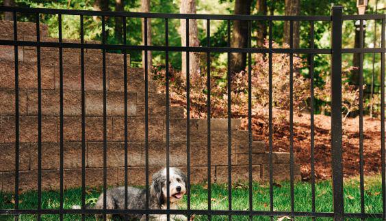 dog behind a double picket metal fence