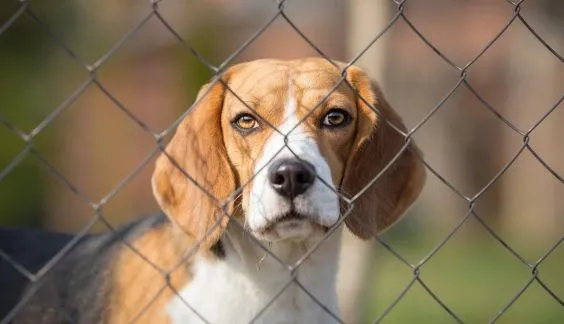 beagle behind chain link fence