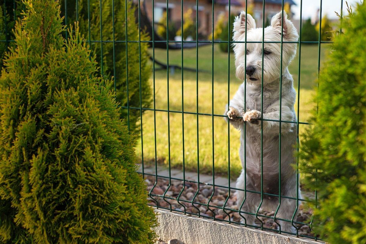 How to Dog Proof a Fence and Keep Your Furry Friend Safe