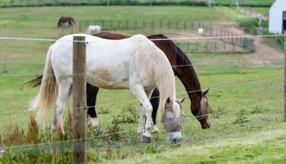 High-Tensile Fencing with Horses Behind