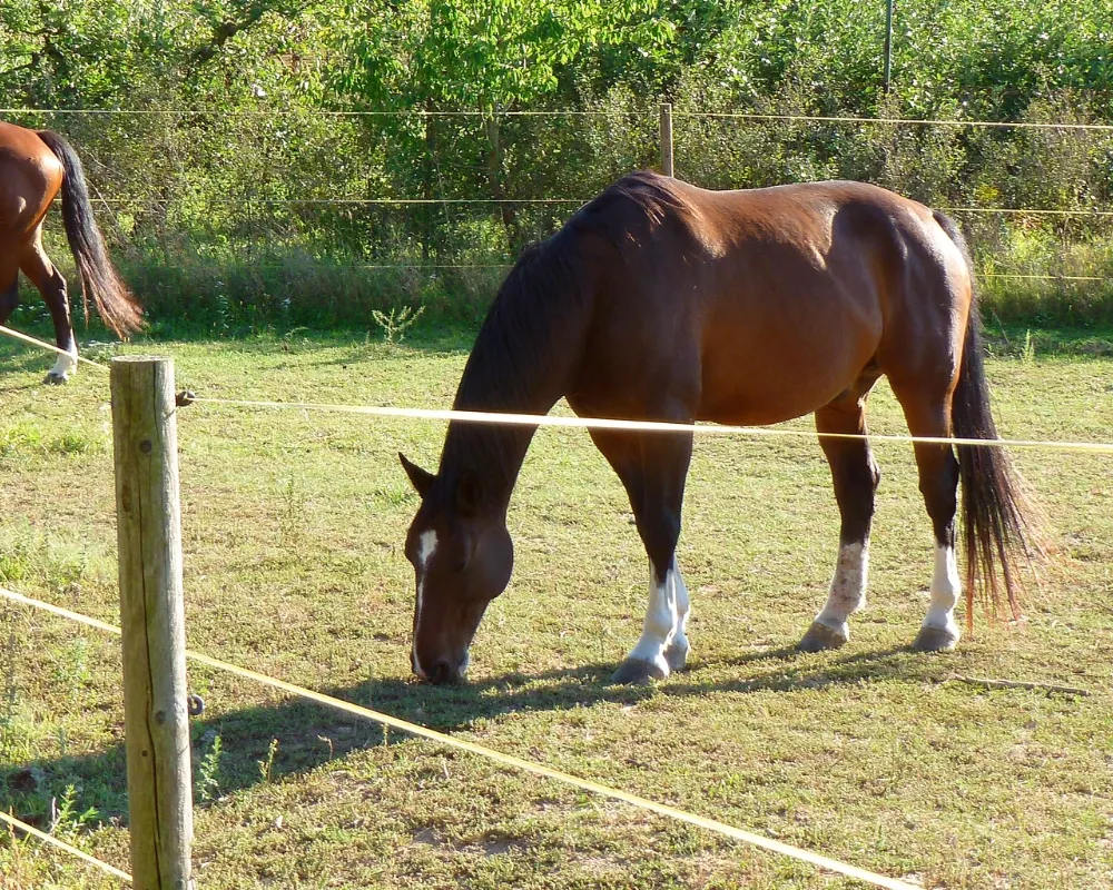 horse behind an electric wire fence