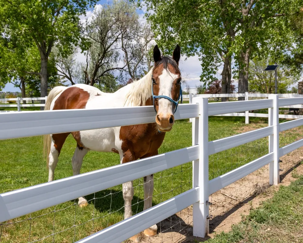 horse behind a vinyl ranch rail fence
