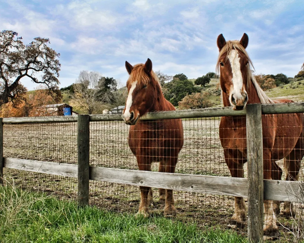 two horses behind a mixed wood and wire fence