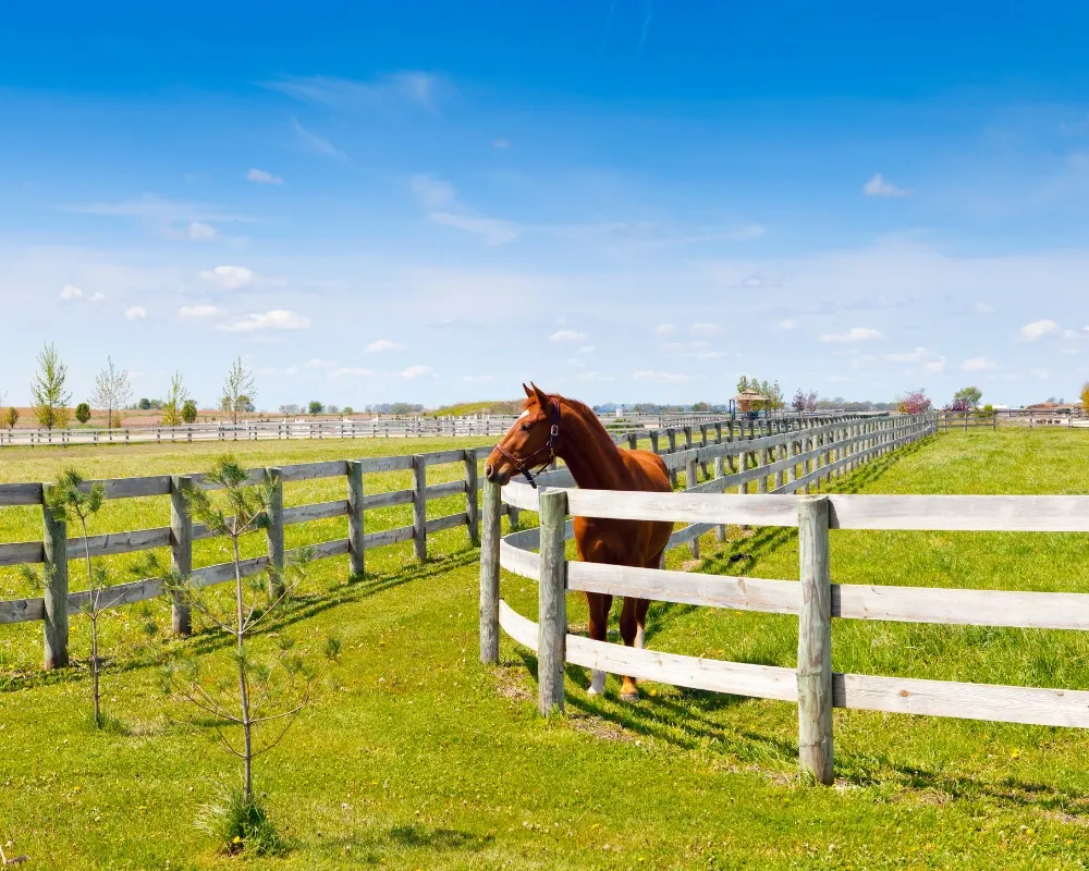 horse behind a wood post and rail fence