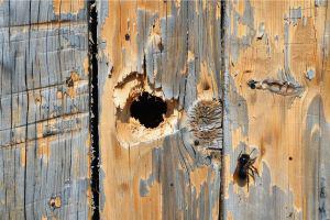 termite damage on a fence