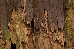 rotting wood