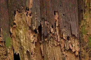 rotted wood