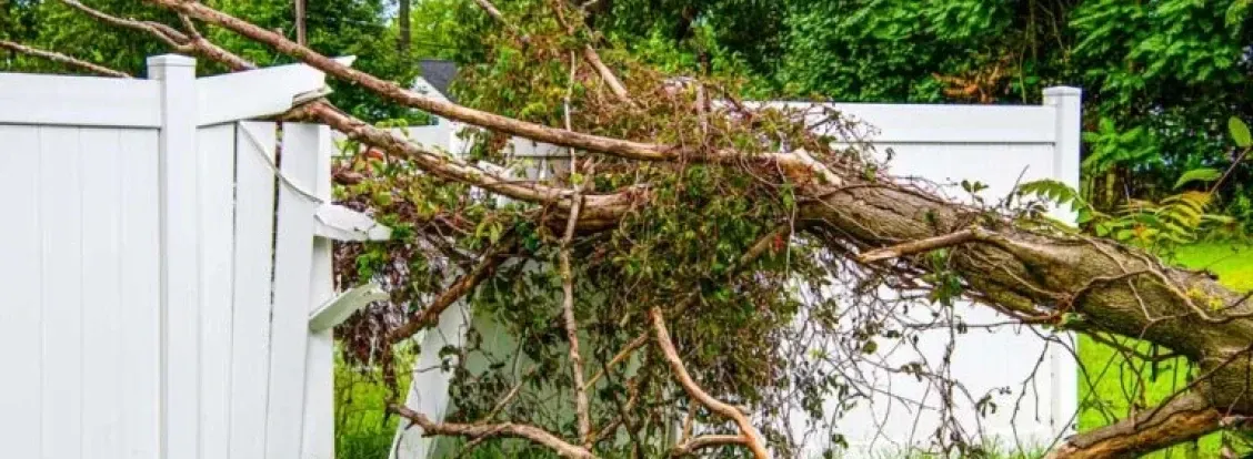 broken fence with tree fallen on top