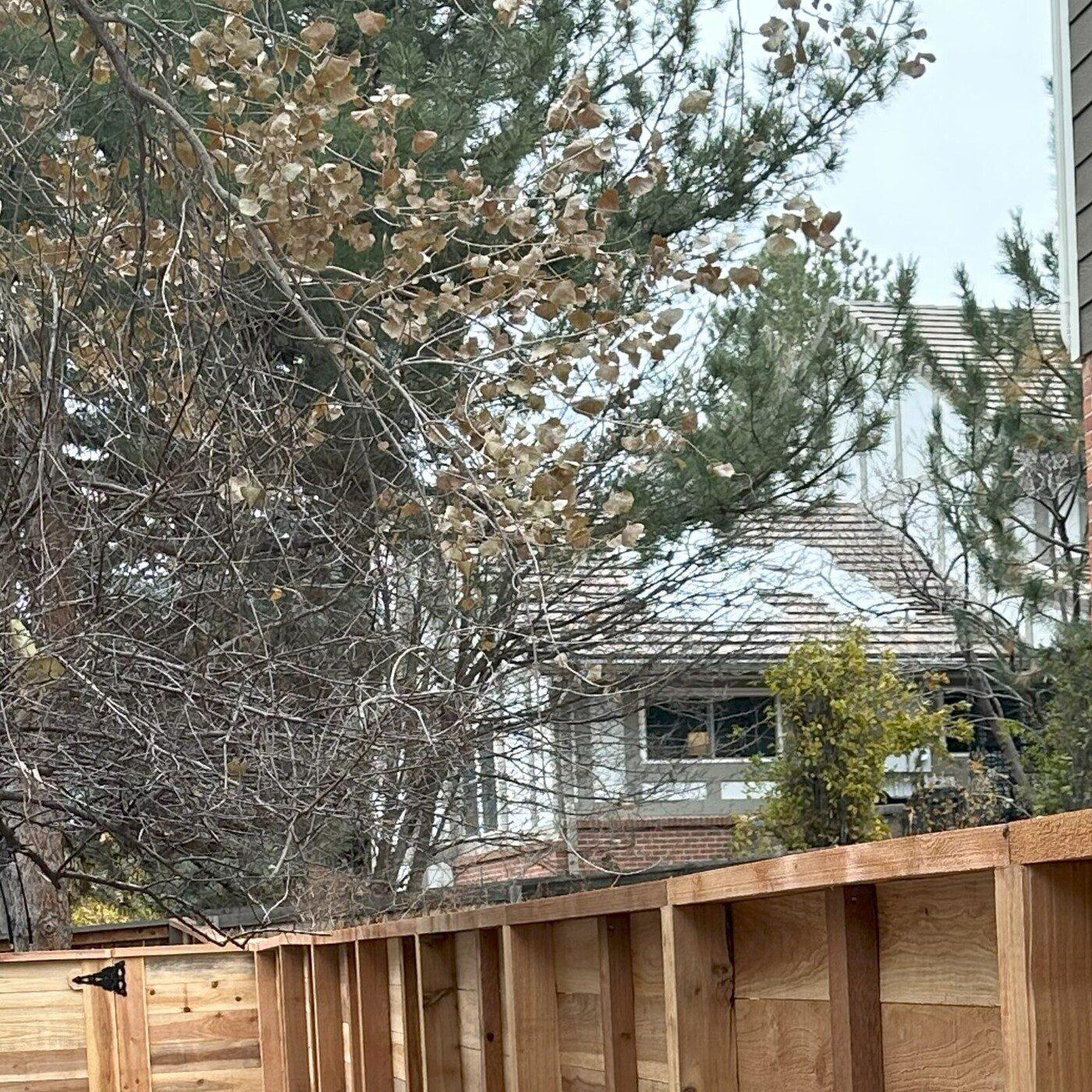 Greenwood Village CO Puppy Windows