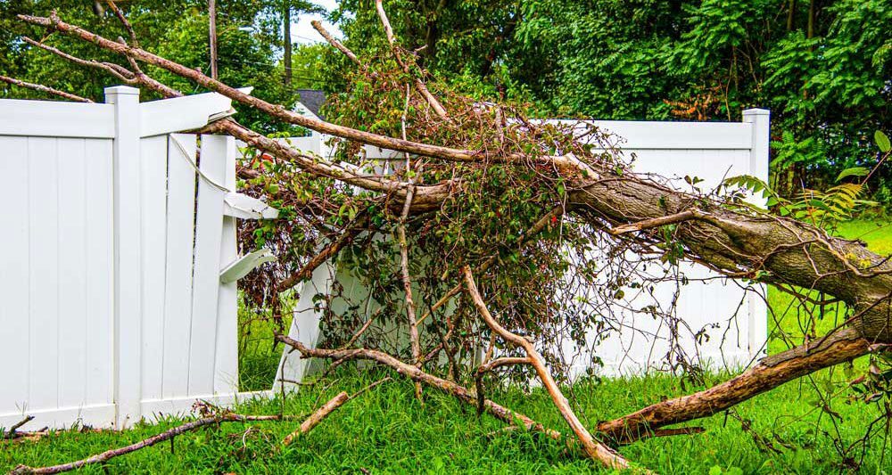 tree falling on white fence and needs fence repair