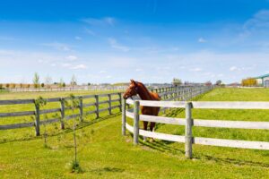 Wood post and rail fence for horses