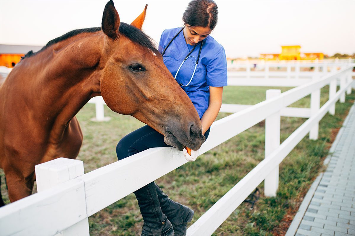 The Best Fencing Options for Rural Properties and Farms