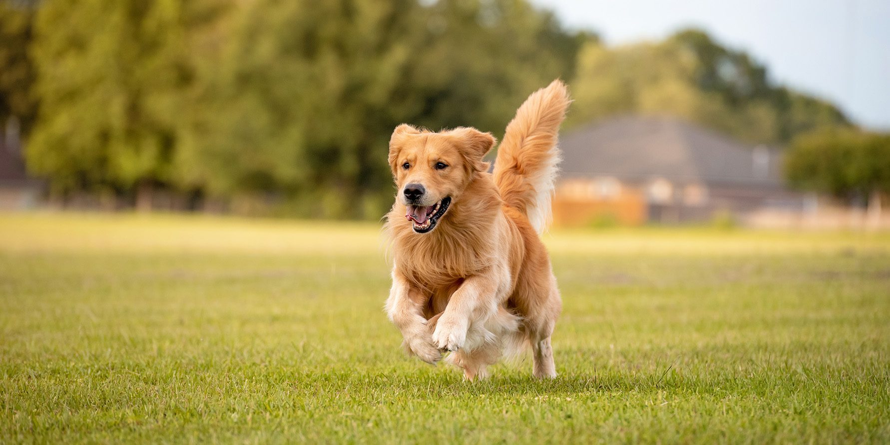 Are Invisible Fences Cruel? 73% Think They Pose a Threat to Pets