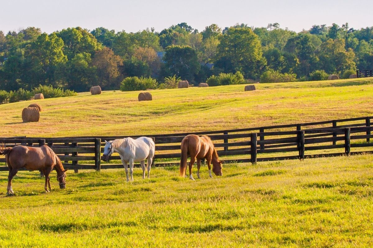 horses in a fenced pasture