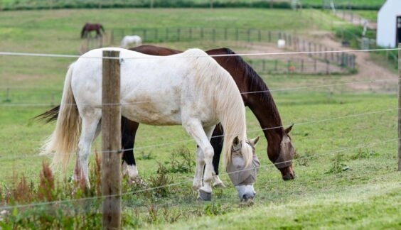 horses grazing behind a high tensile agricultural fence
