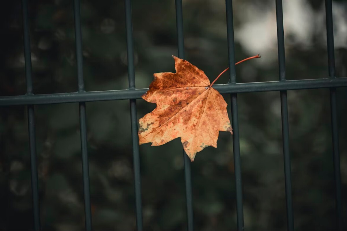 Fall leaf in falling in front of a ornamental metal fence
