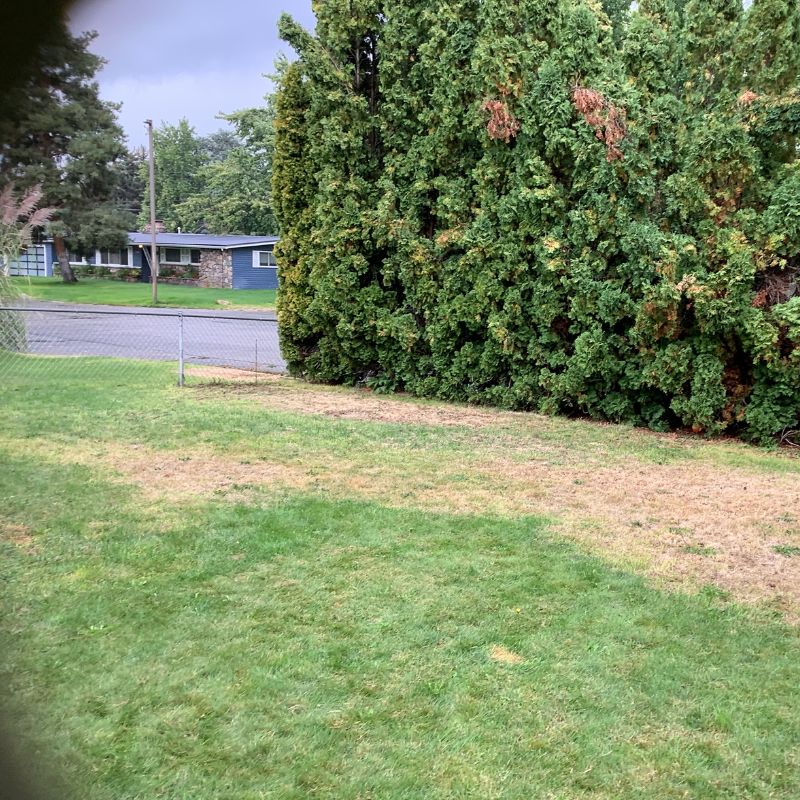 chain link fence and trees in neighborhood