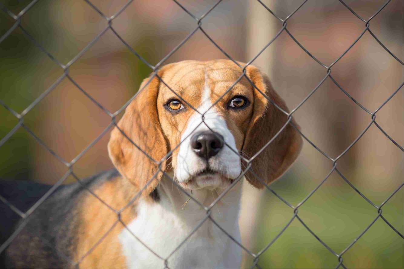 beagle-chain-link-best-fence-for-dogs