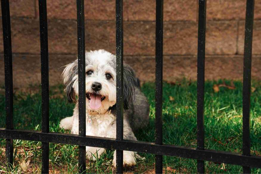 bernedoodle-metal-fence-best-for-dogs