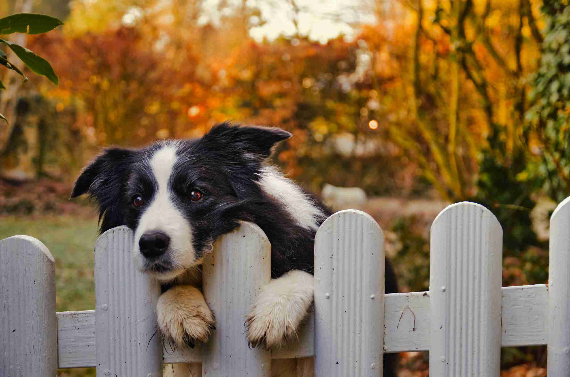 best-fence-for-dogs-wood-picket-collie