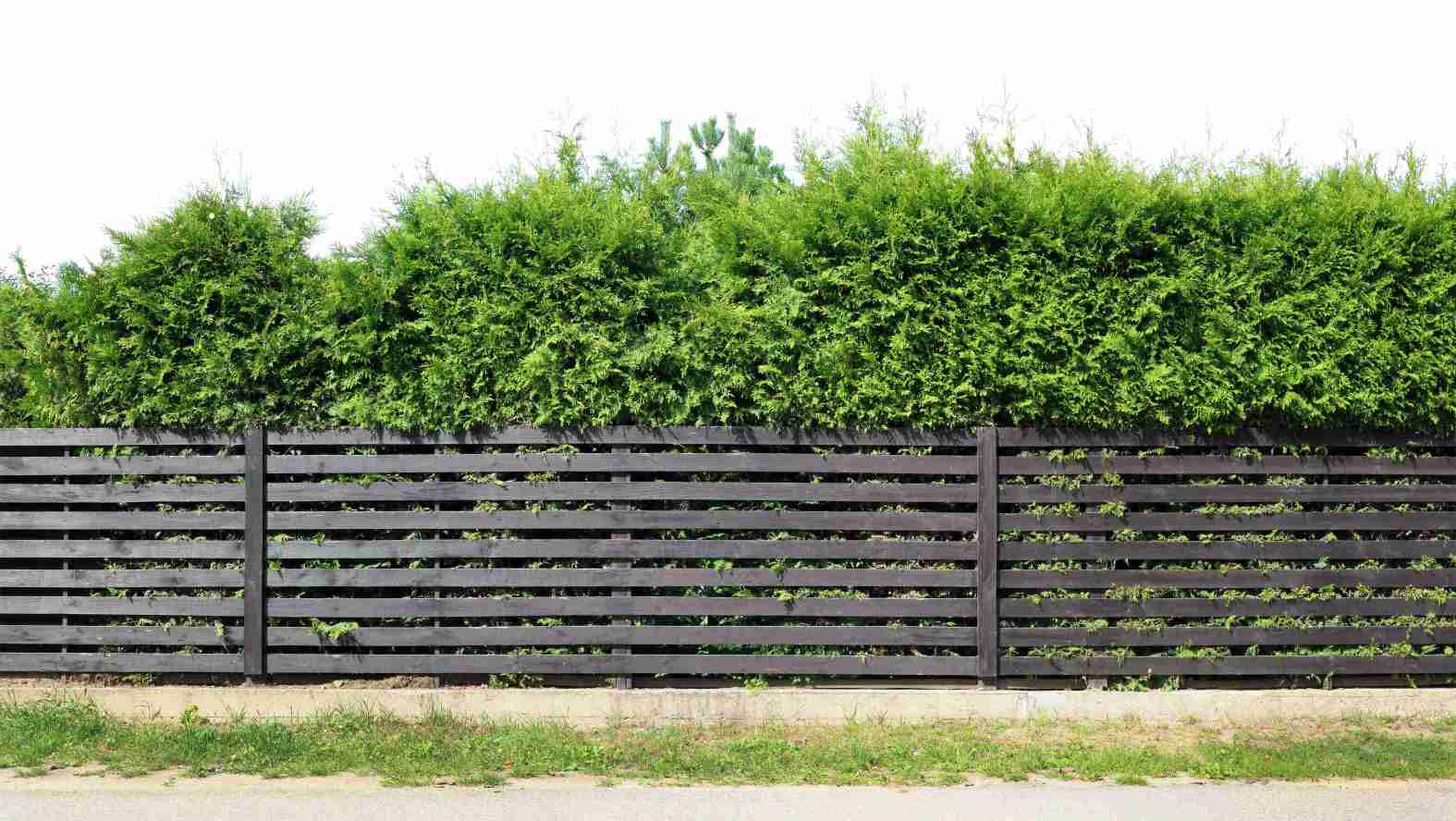 evergreen-hedge-horizontal-privacy-fence-ideas