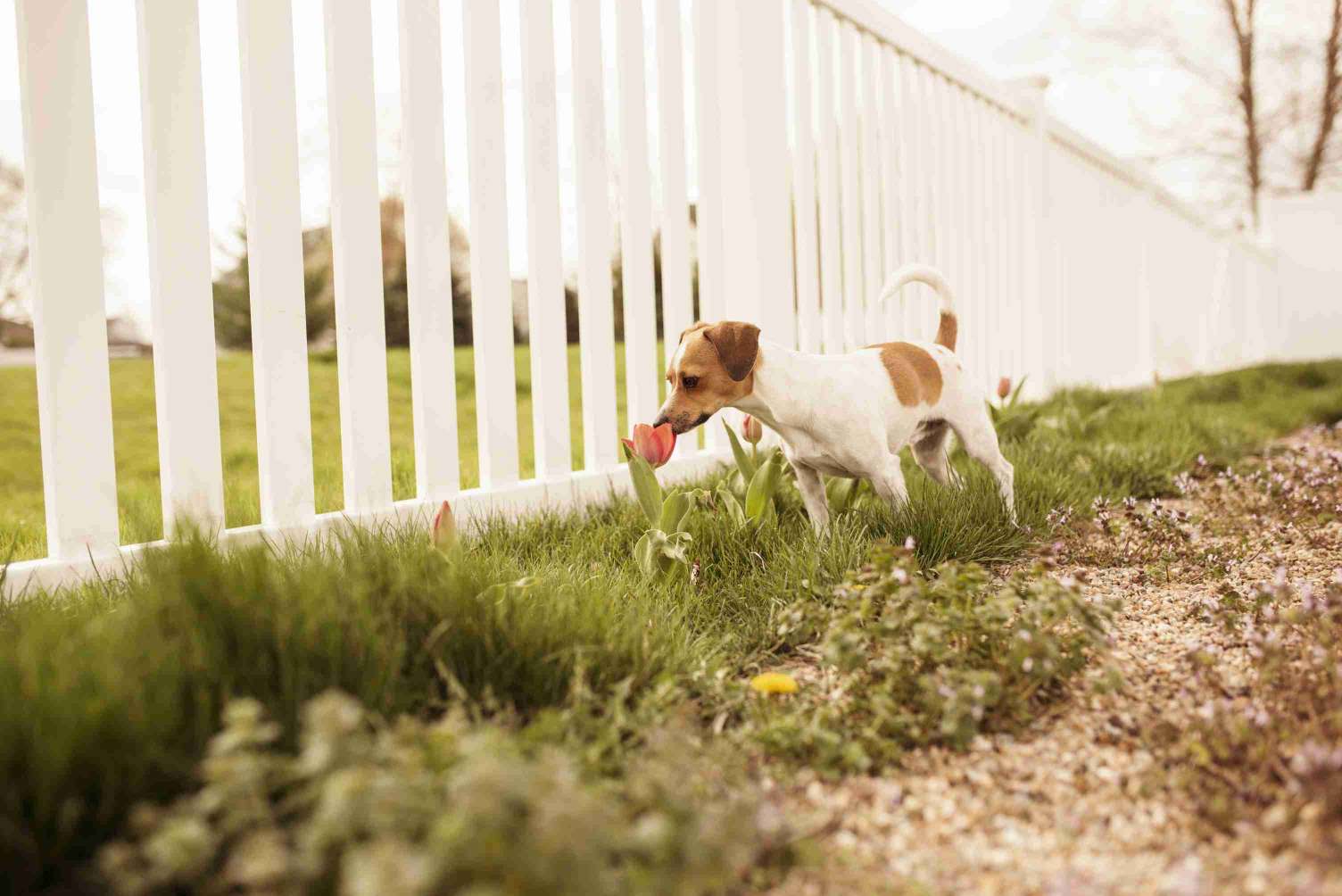 jack-russell-vinyl-fence-best-for-dogs