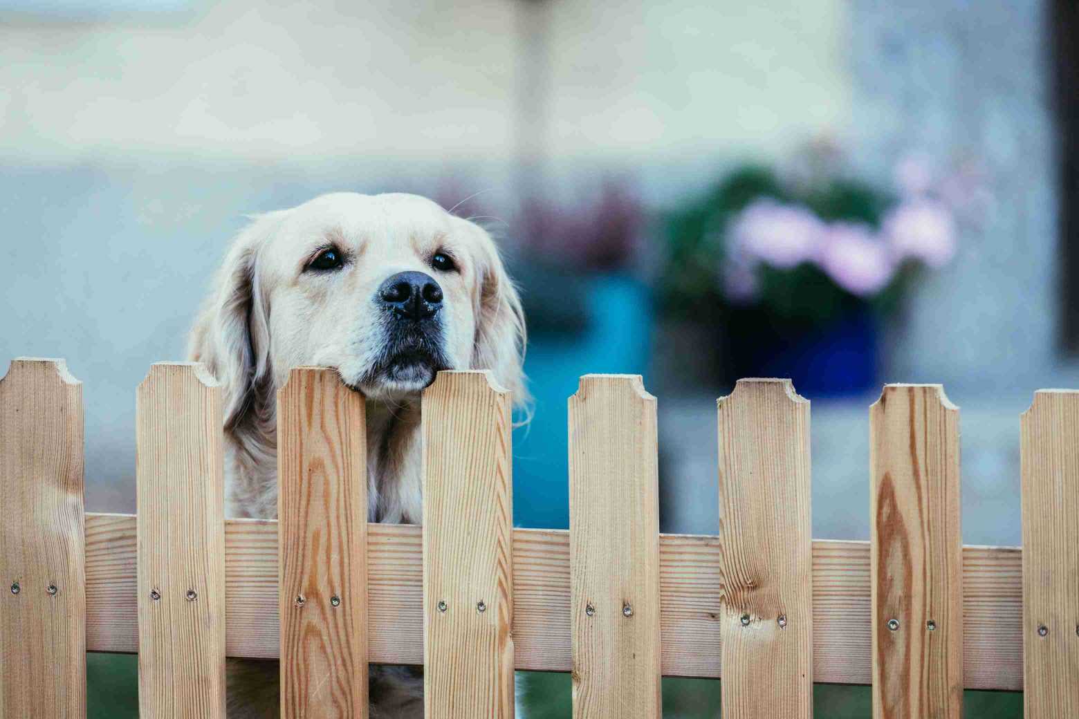 labrador-wood-fence-best-for-dogs 