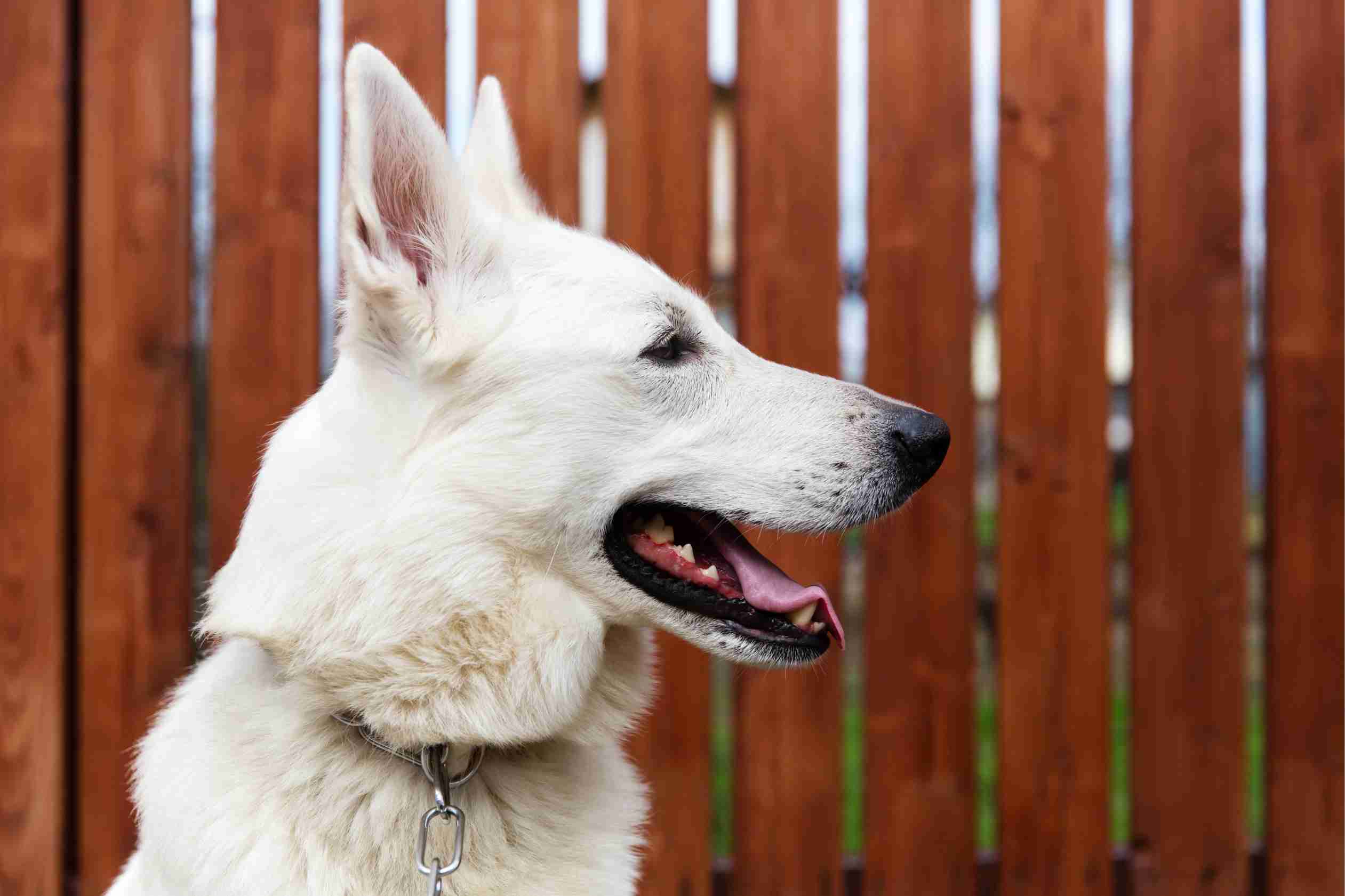 swiss-shepherd-wood-fence-best-for-dogs