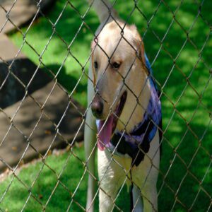 chain link fence dog yard