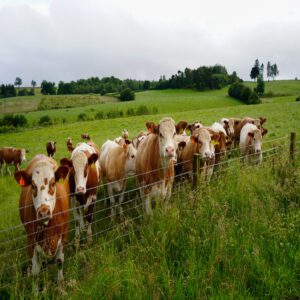 cows farm rural fence pasture