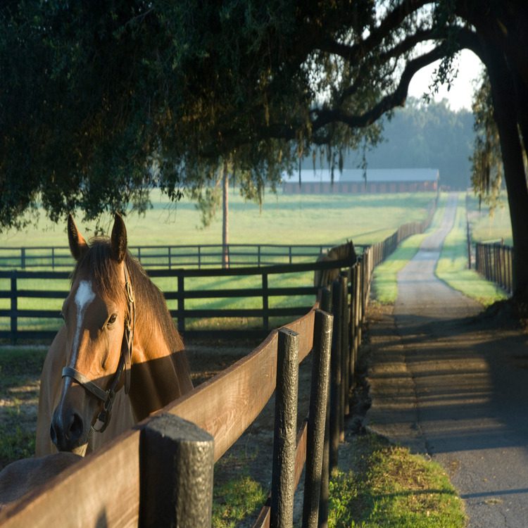 The Best Fencing Options for Rural Properties and Farms