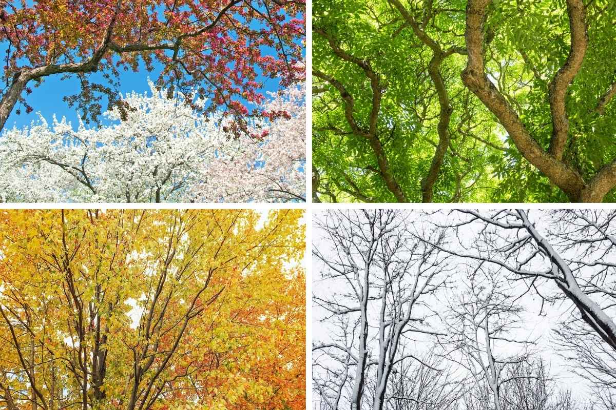 a tree in the 4 seasons of the year