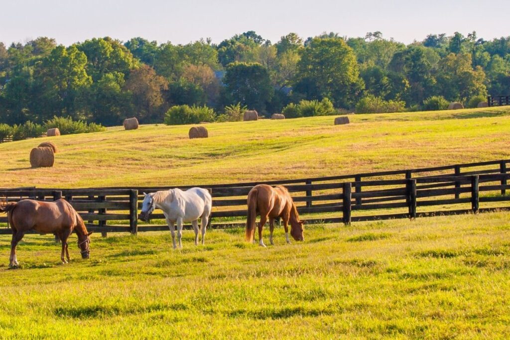 horses in a fenced pasture